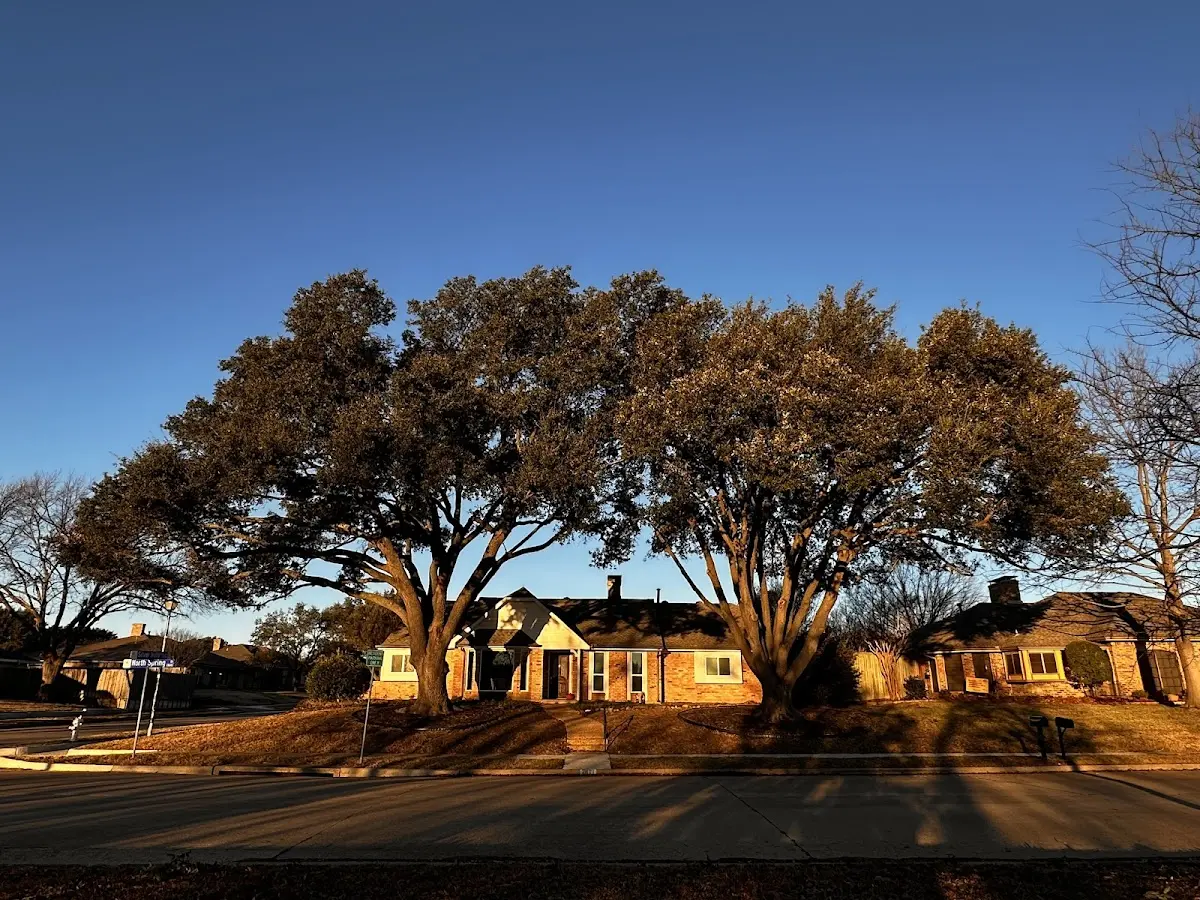 Established residential canopy tree shading a home in Webbers Falls